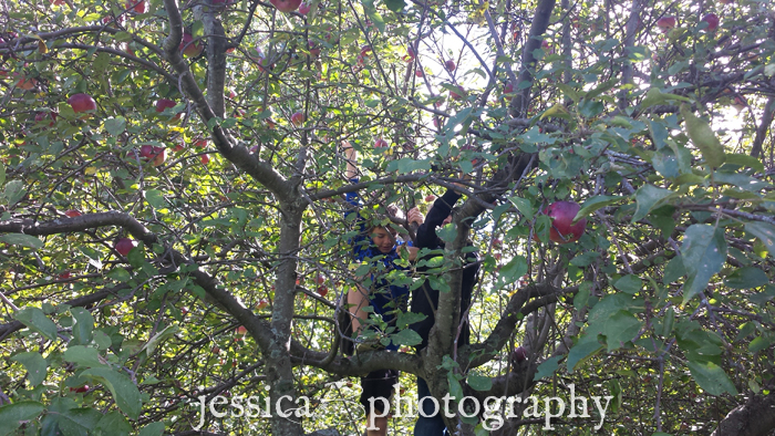 climbing a apple tree