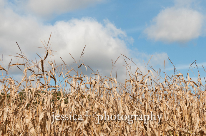 corn field