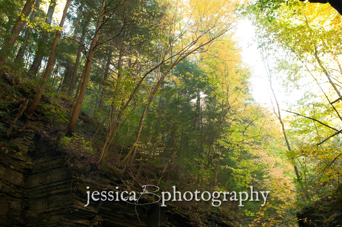 late sun through the trees