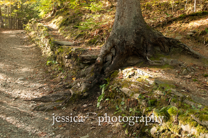 tree trunk