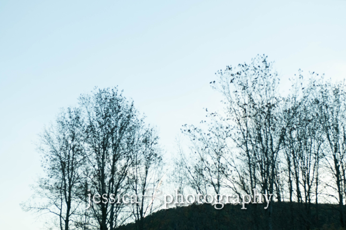 tree silhouettes