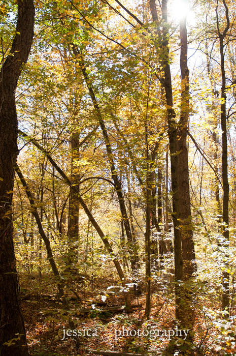 woods behind the Hale farm