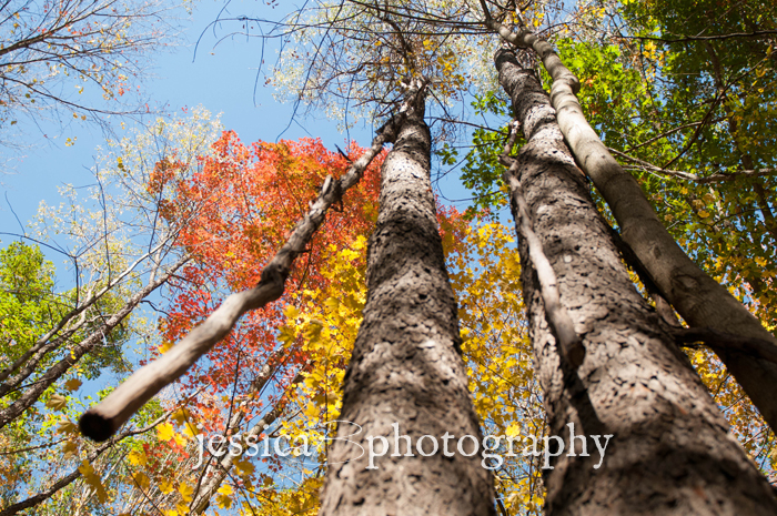 crazy trees