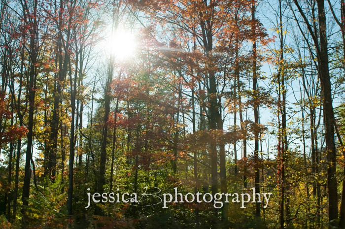 woods in fall